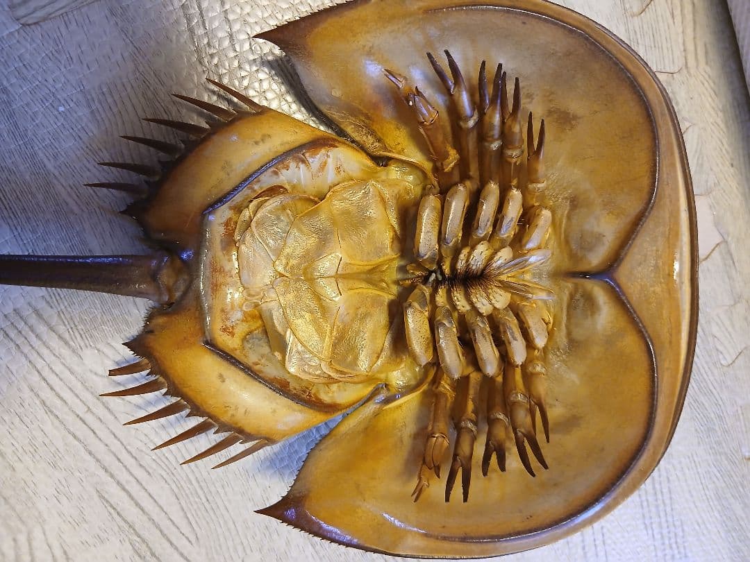 野生　カブトガニ脱皮殻　約３８センチ