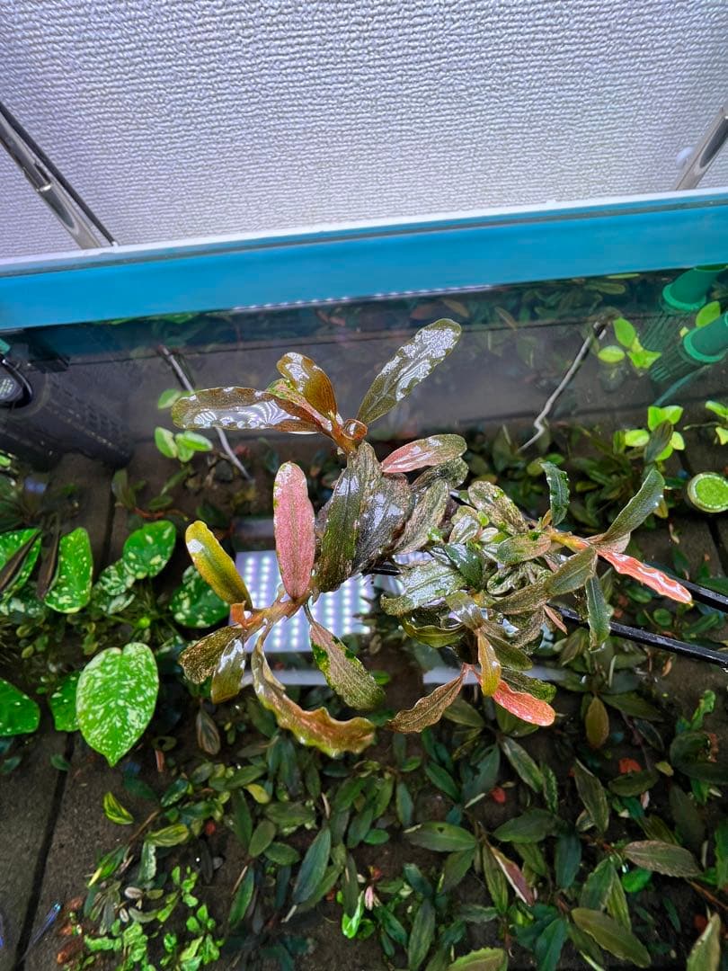 Bucephalandra sp. Varigata Pink 水中葉 6-7株