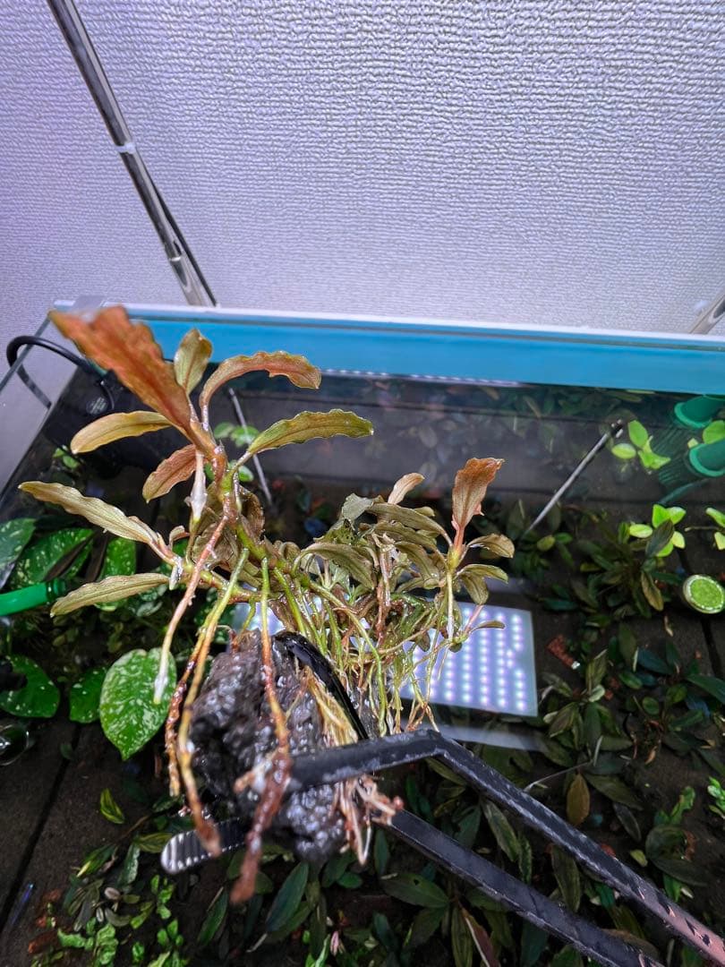 Bucephalandra sp. Varigata Pink 水中葉 6-7株