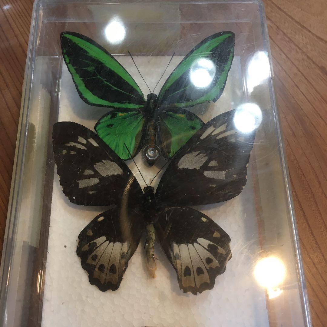蝶のはくせい　標本　かなり大きい蝶です