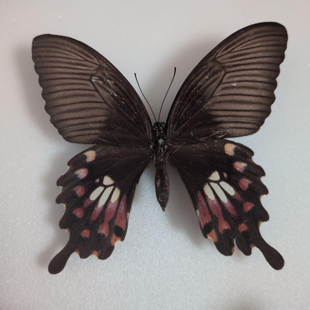 異常型　シロオビアゲハ　蝶標本