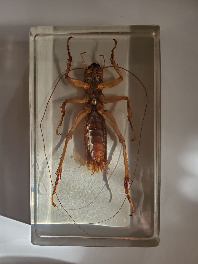 オバケコロギス樹脂標本