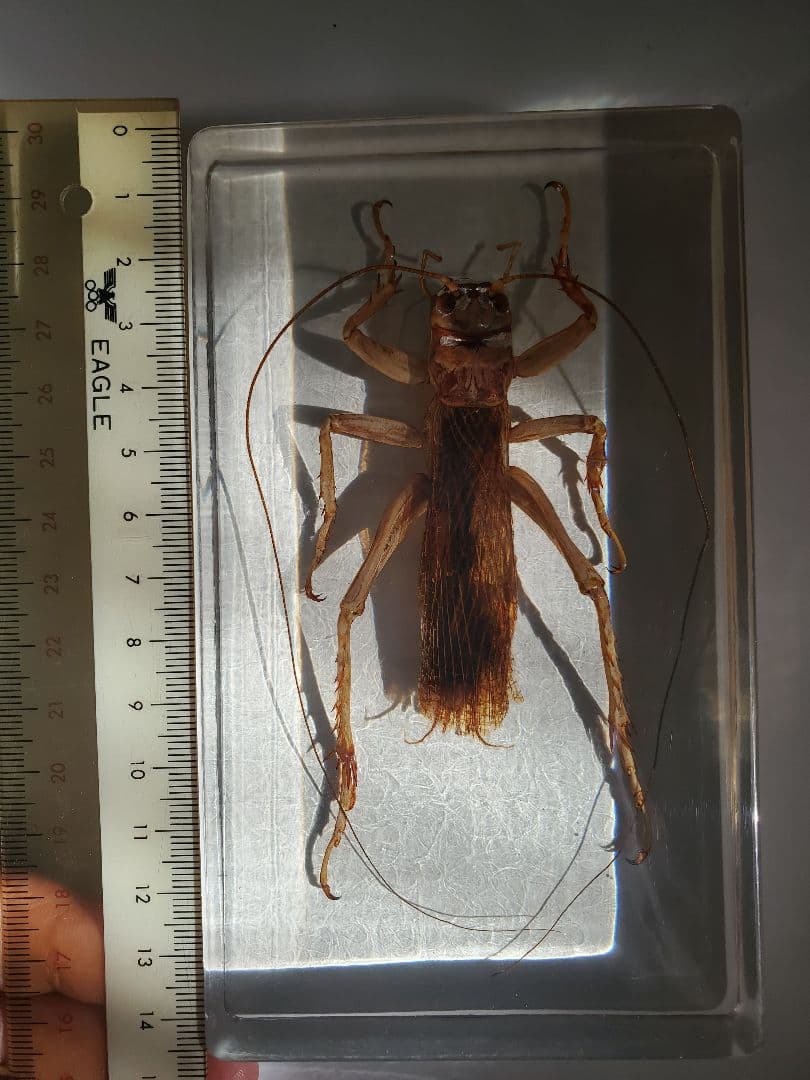 オバケコロギス樹脂標本