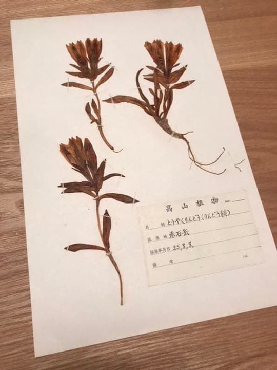 アンティーク　植物標本　高山植物　全57種