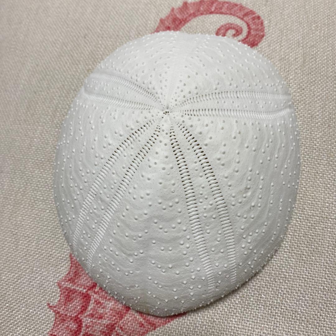 ウルトラブンブクの一種♡ウニ殻♡標本