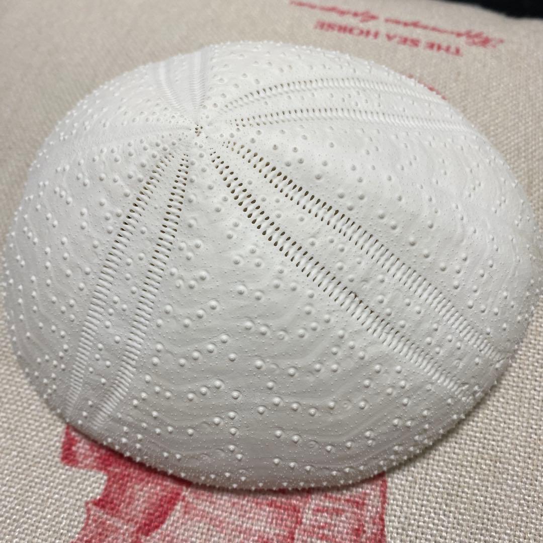 ウルトラブンブクの一種♡ウニ殻♡標本