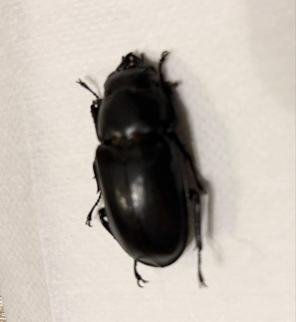 ウエストウッディ　原名亜種　ウエストカメン産　標本 メス ワイルド44ミリ