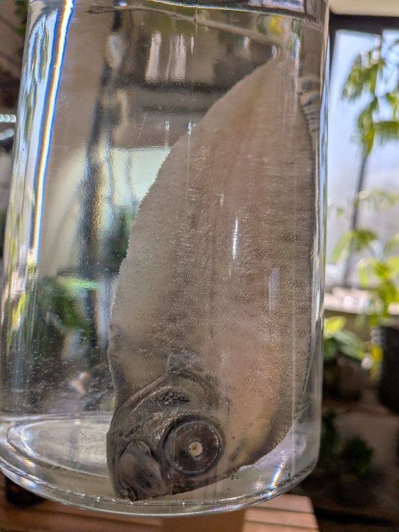 【激レア深海魚】フリソデウオ 液浸標本