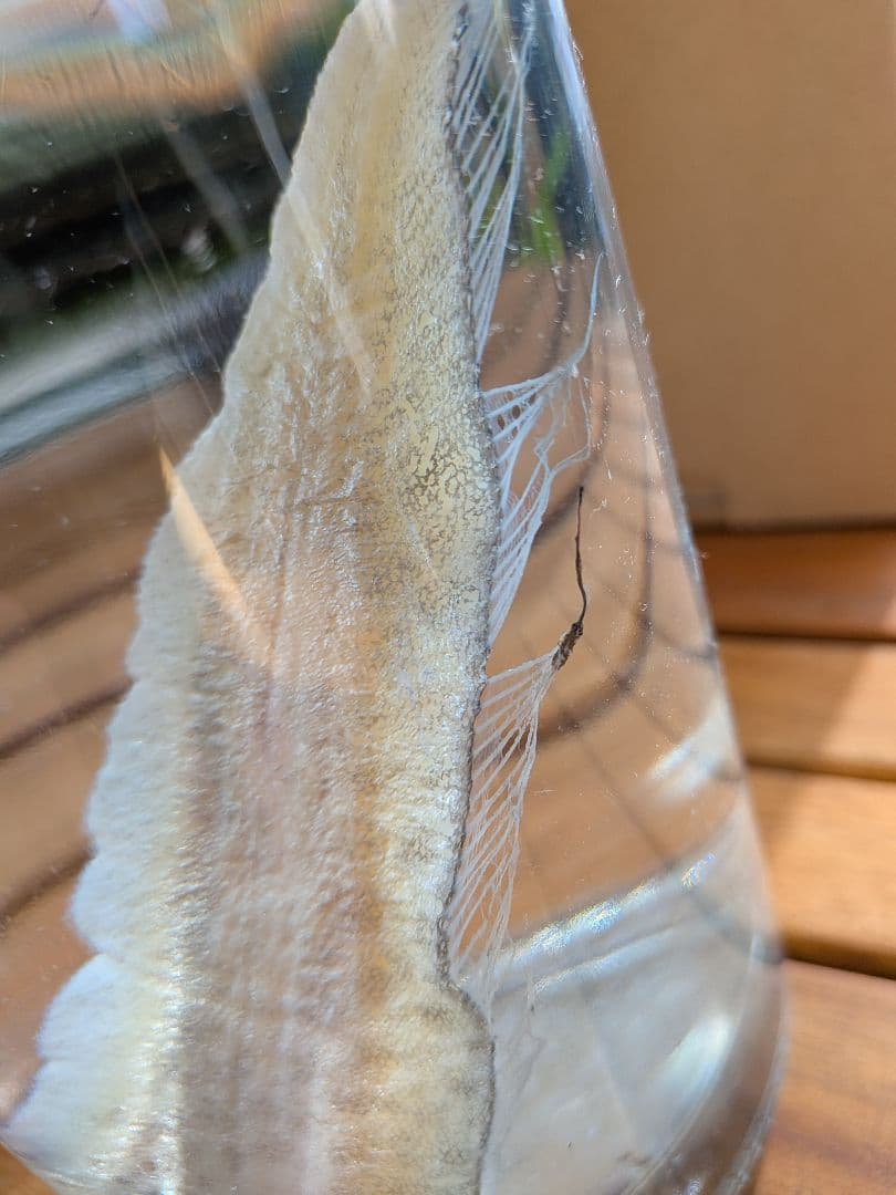 【激レア深海魚】フリソデウオ 液浸標本