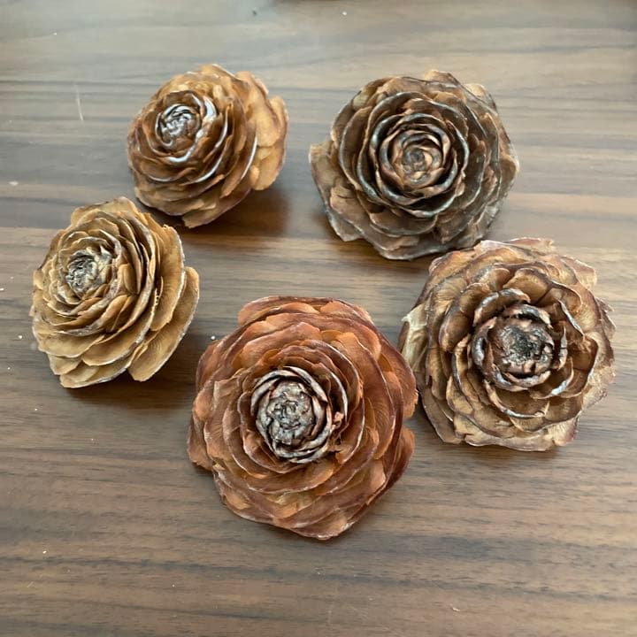 ヒマラヤスギの松ぼっくり全部セット