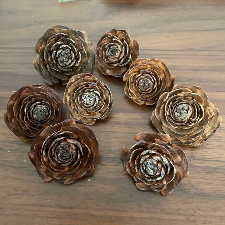 ヒマラヤスギの松ぼっくり全部セット