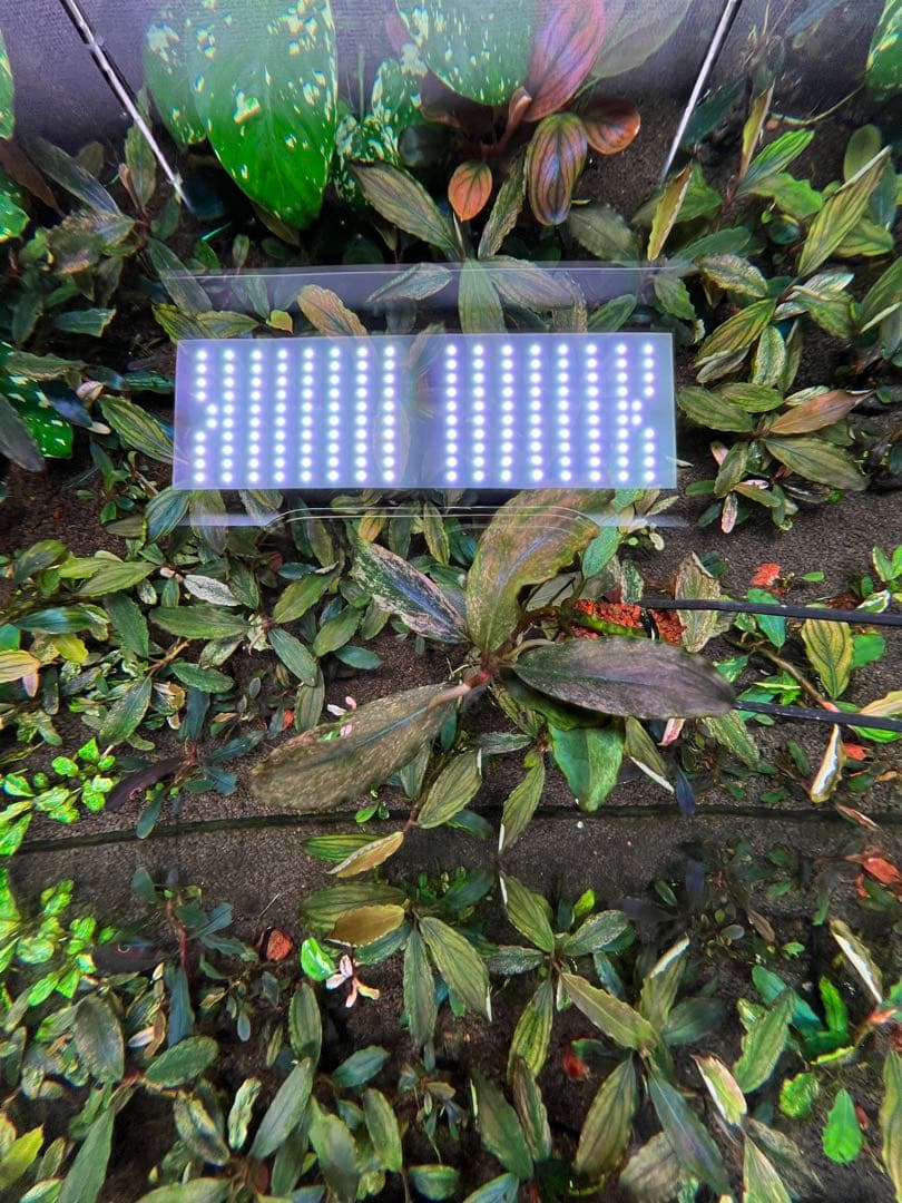 ブセファランドラｓｐ. ピンクバリエガータい斑入り 水中葉