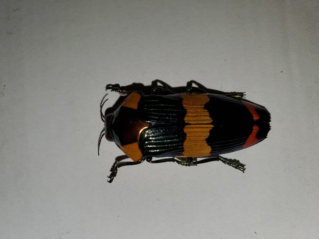 スハンダムカシタマムシ標本