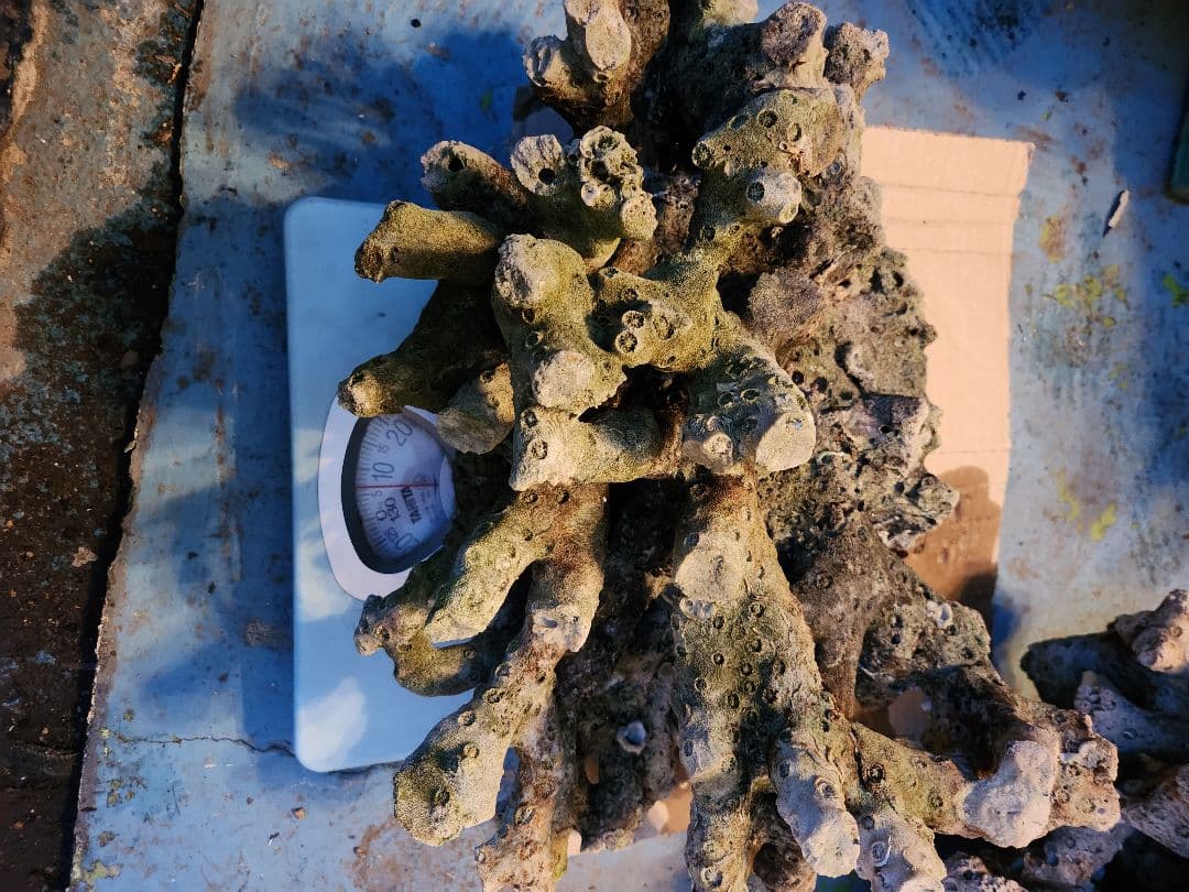 ライブロック　2点　迫力満点　引き取り大分市