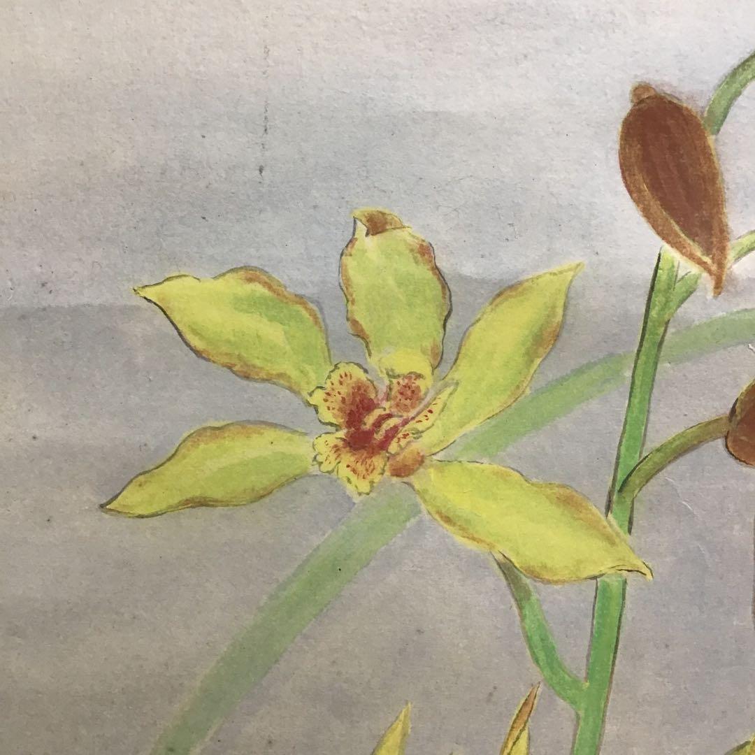 K茶道具　掛軸　「洋蘭の図」　古楊作　共箱　S1007KJ