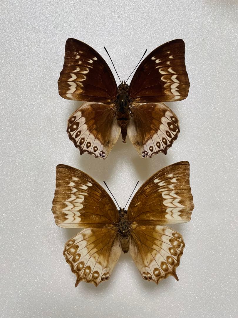 【ペア】ダンフォルティーフタオ（インドネシア産）