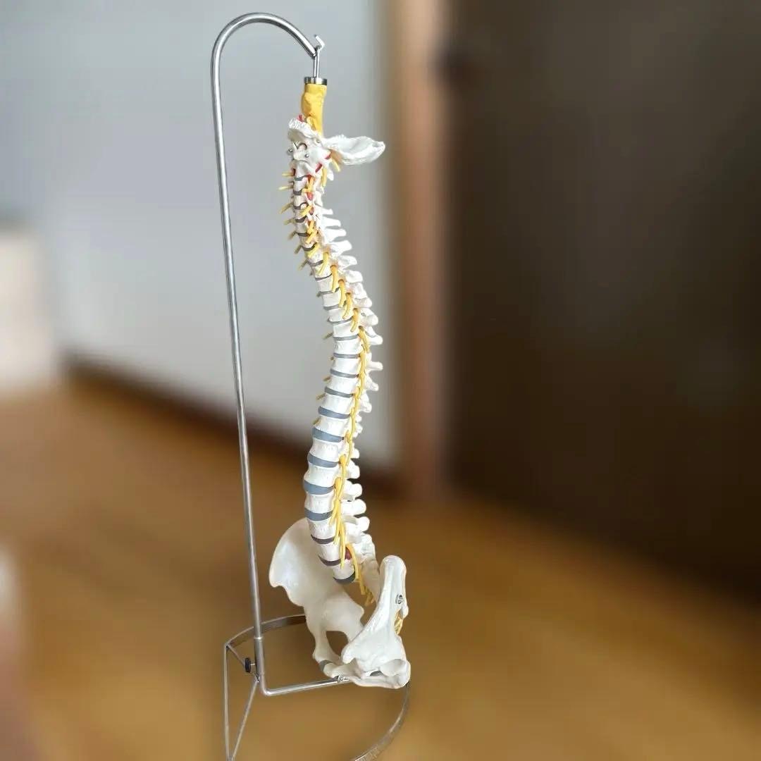 【ほぼ未使用・美品】背骨〜骨盤 骨格模型＋スタンド＋参考書2冊セット