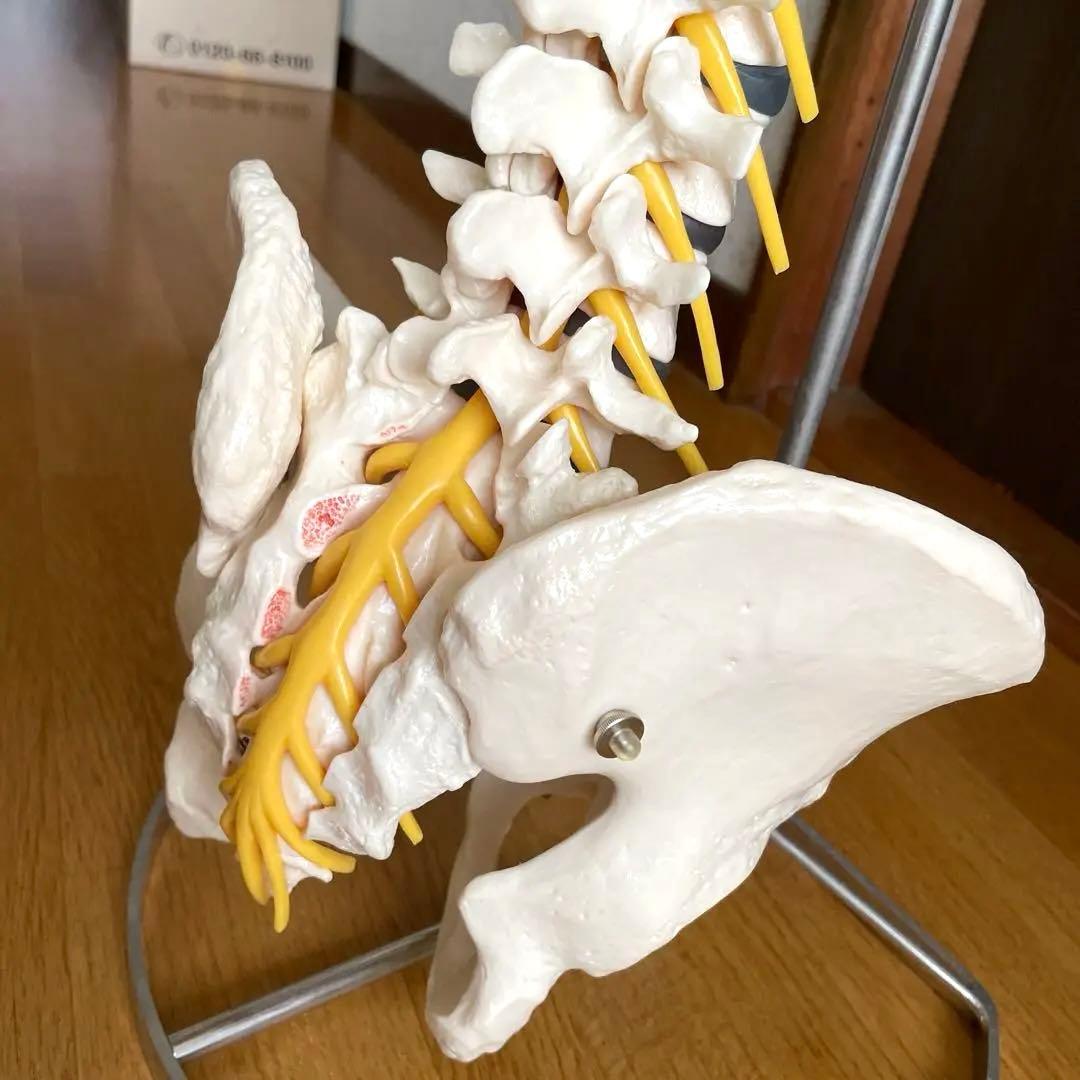 【ほぼ未使用・美品】背骨〜骨盤 骨格模型＋スタンド＋参考書2冊セット