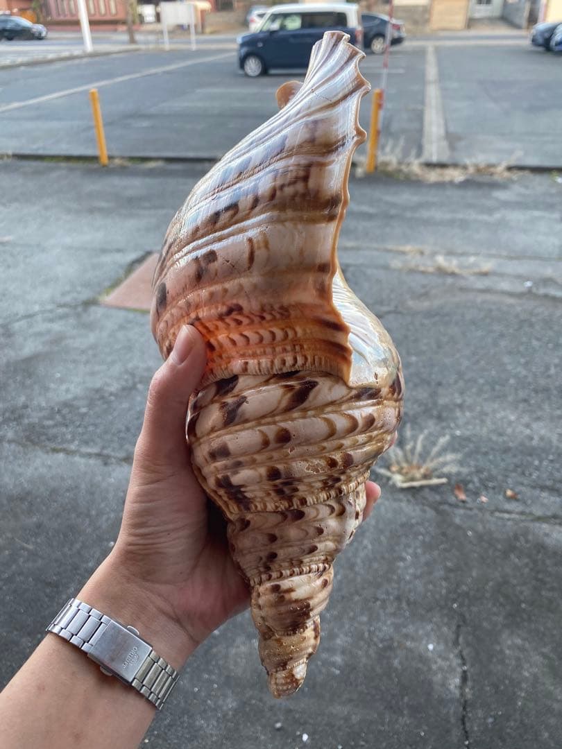 法螺貝　ホラ貝　35cm 936グラム