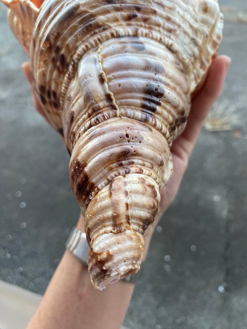 法螺貝　ホラ貝　35cm 936グラム