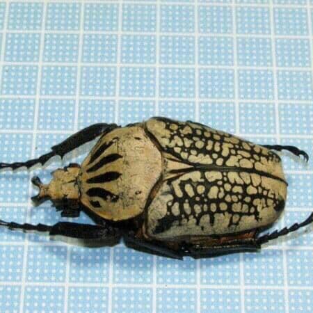 コンゴ産 白 オリエンタリス ゴライアス