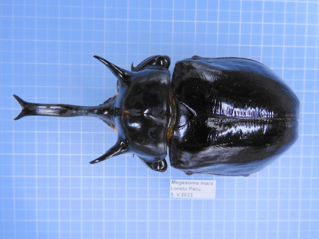 ペルー産　マルスゾウカブト　98mm