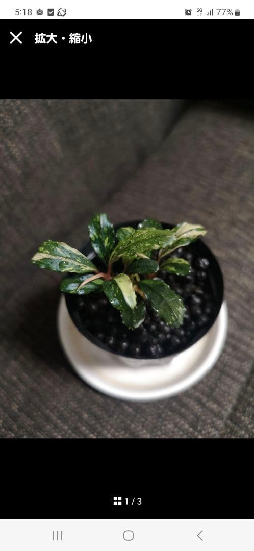水草 Bucephalandra sp.\"Variegata\"