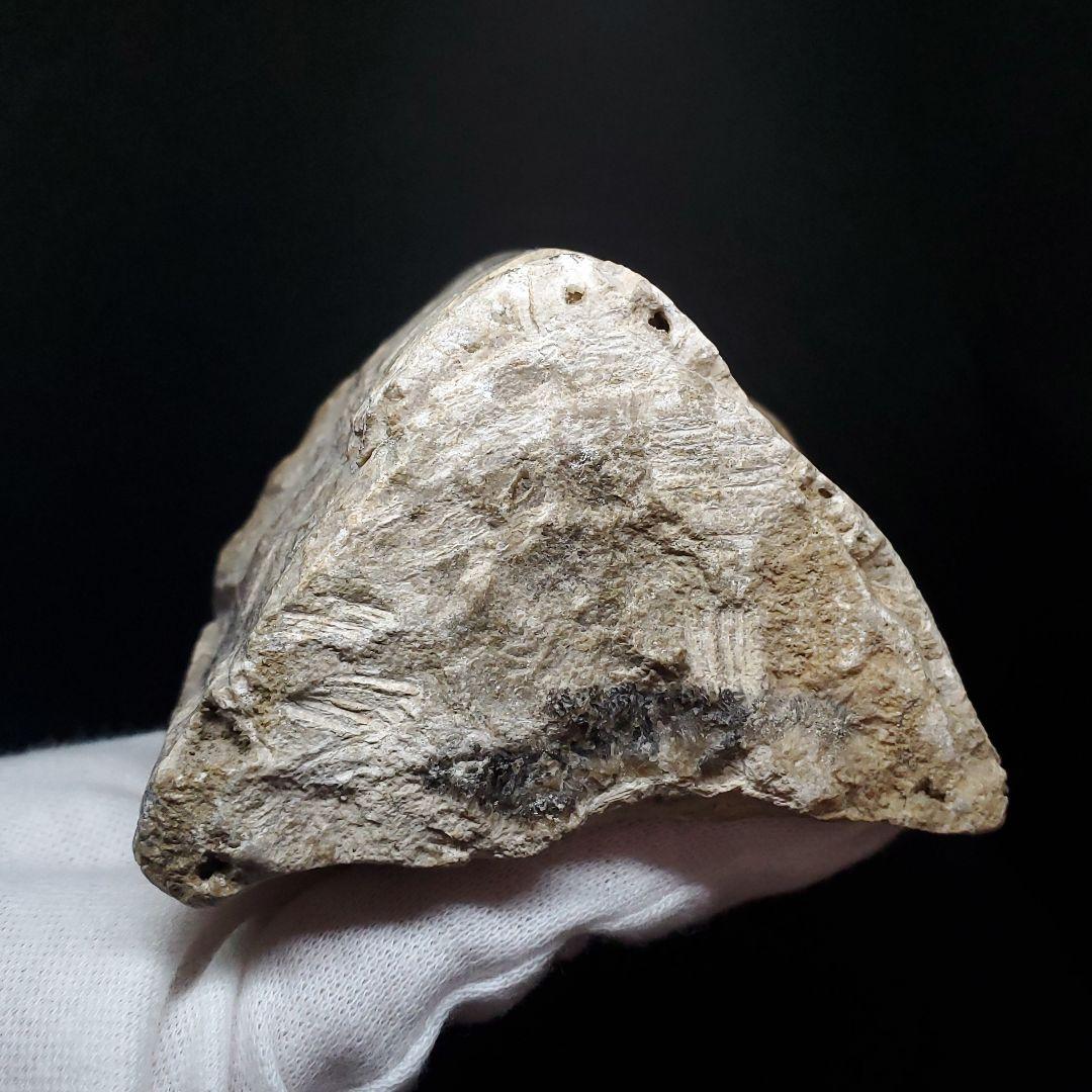 博物館級 トロペオグナトゥス 化石 上顎 恐竜 本物 83.53mm fr73