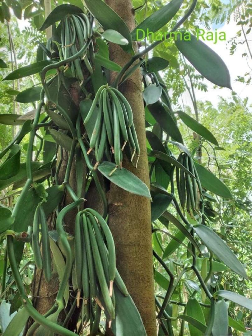 バニラビーンズ250g(グレードA)