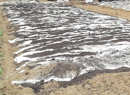 大容量1400g　(国産・高品質)乾燥パパイヤの茎（無農薬・有機肥料）