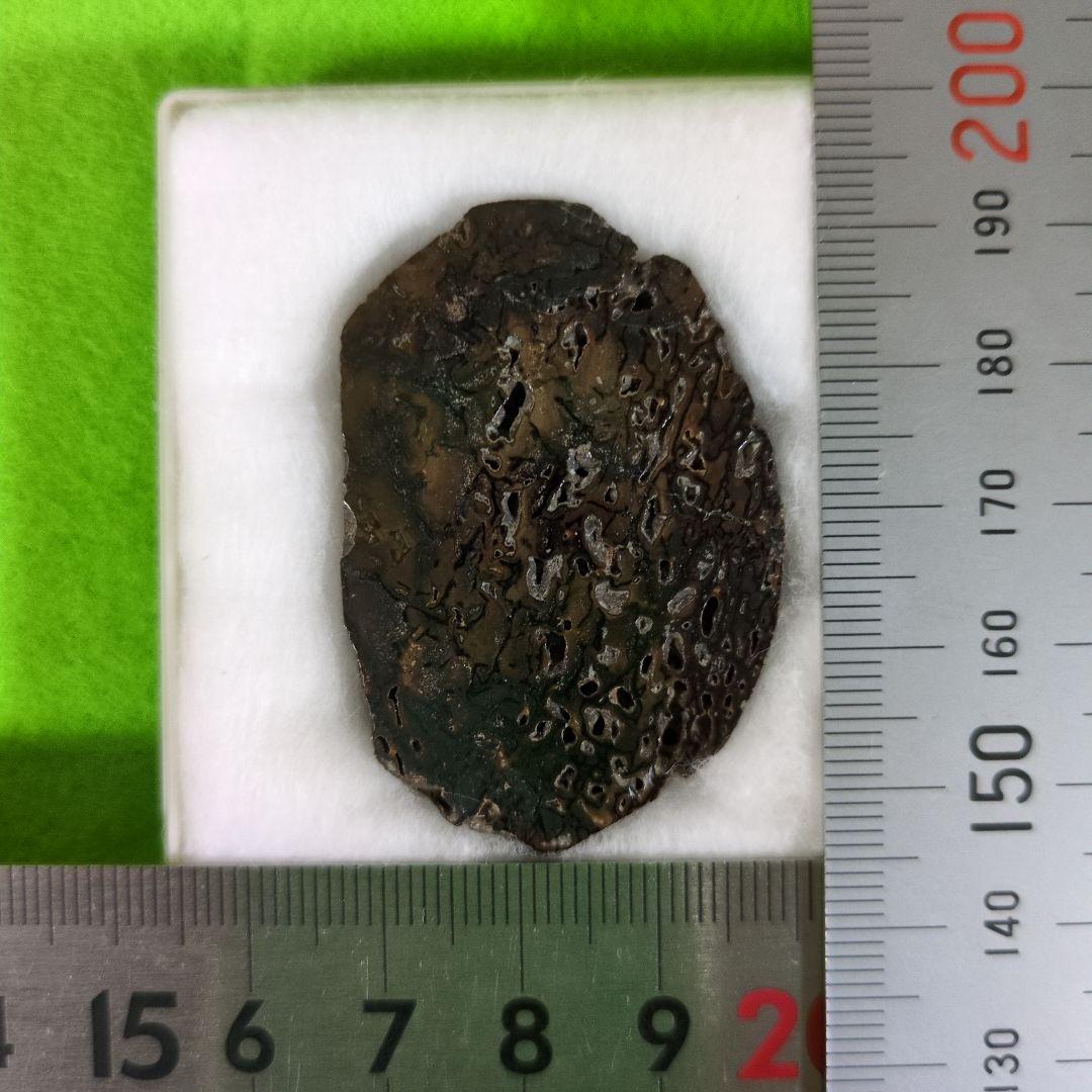 イグアノドンの化石　アンモナイトの化石