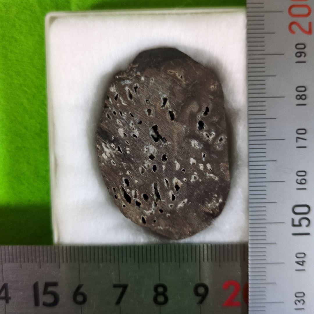 イグアノドンの化石　アンモナイトの化石