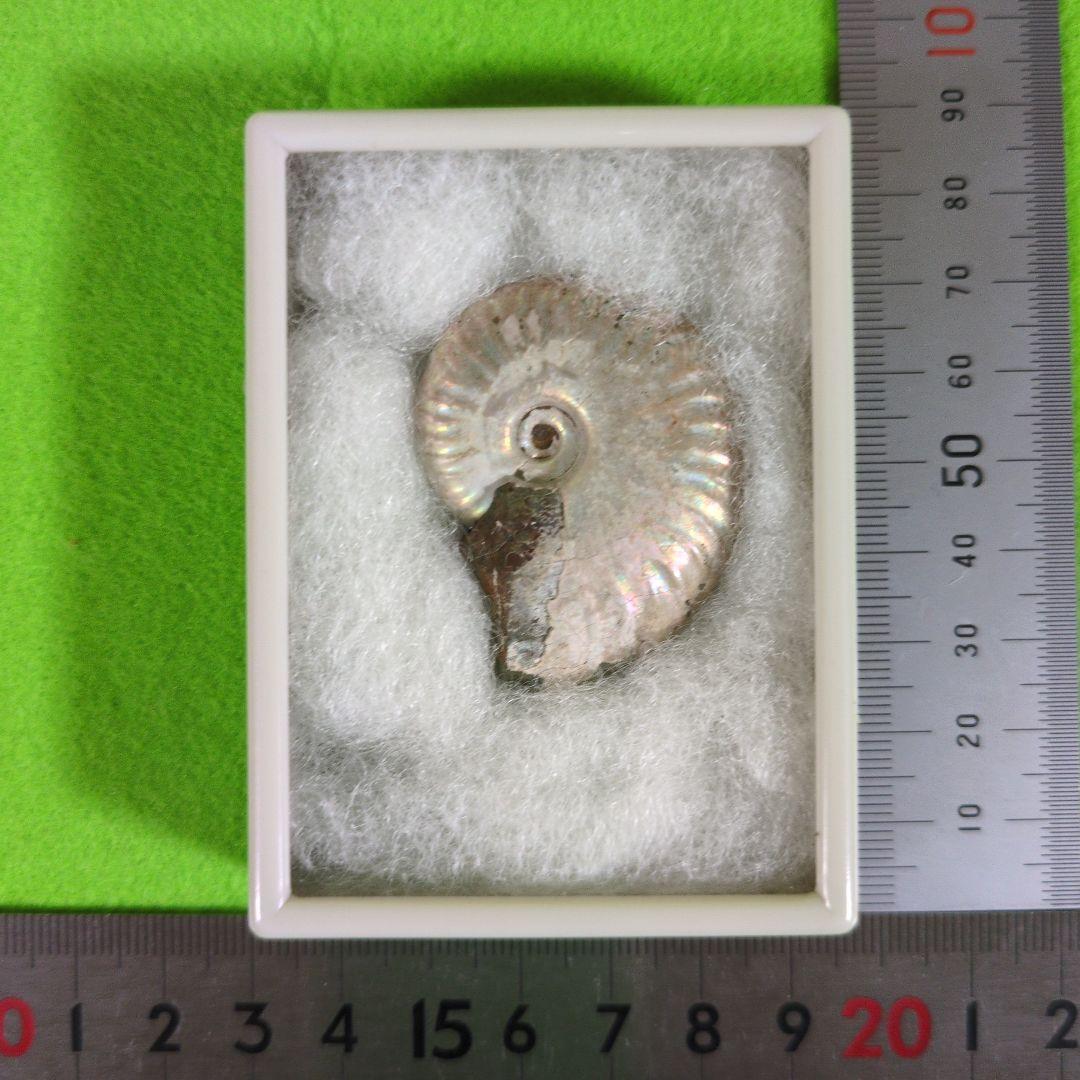 イグアノドンの化石　アンモナイトの化石