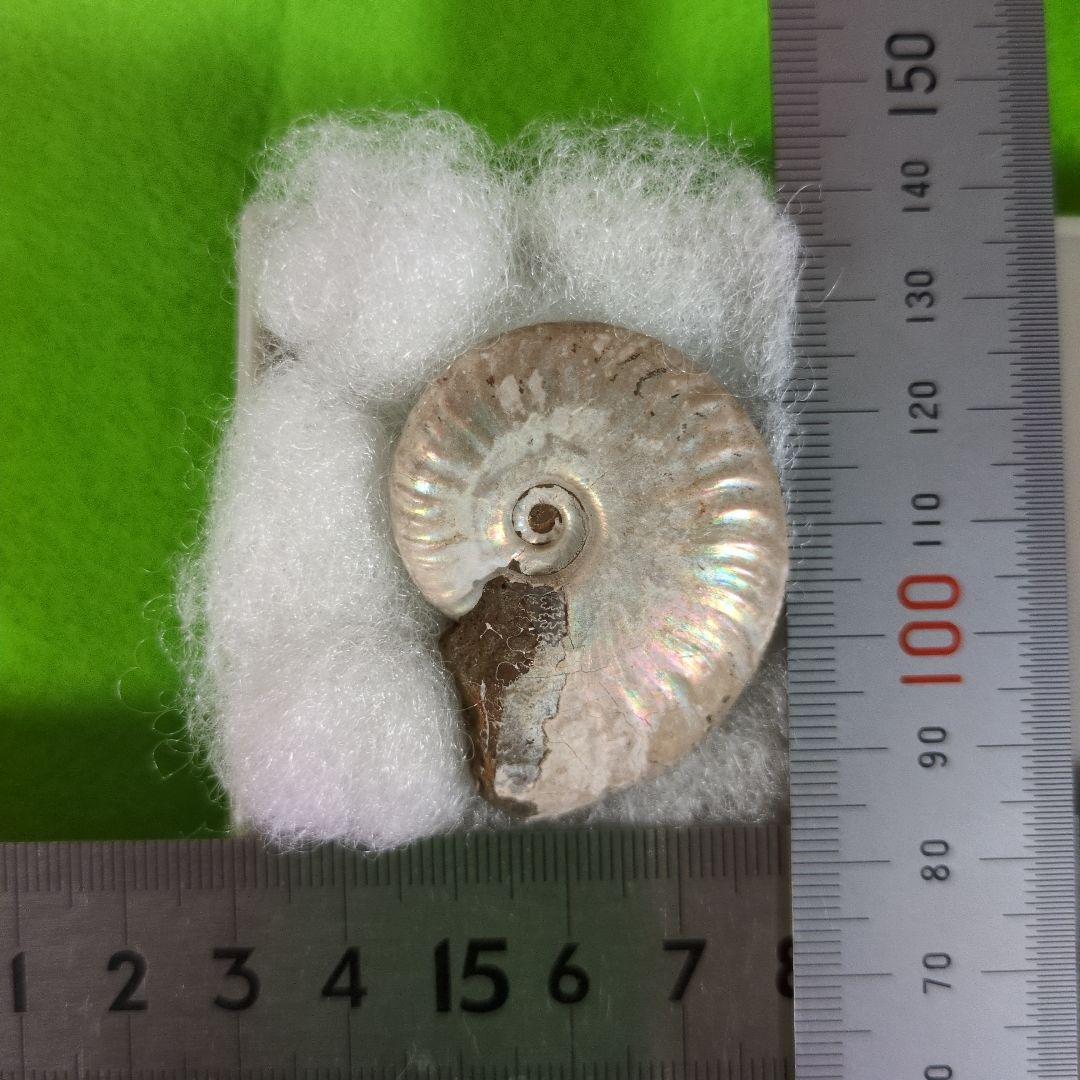 イグアノドンの化石　アンモナイトの化石