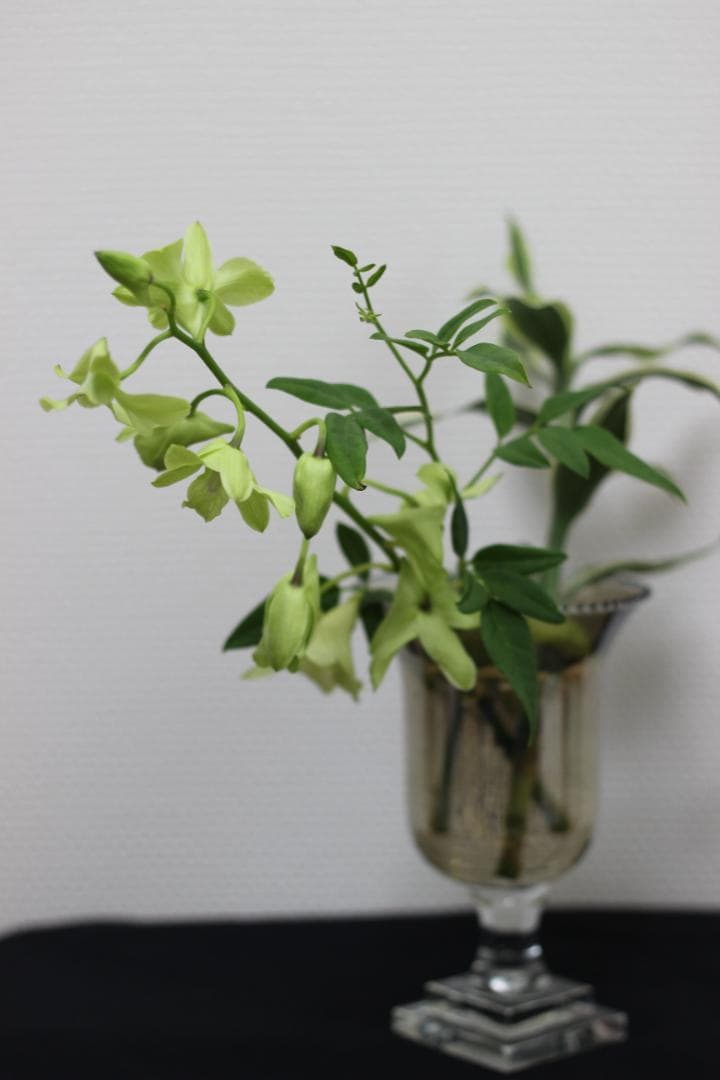 【レンズ４本セット】Canon EOS デジタル一眼レフカメラ Kiss X5