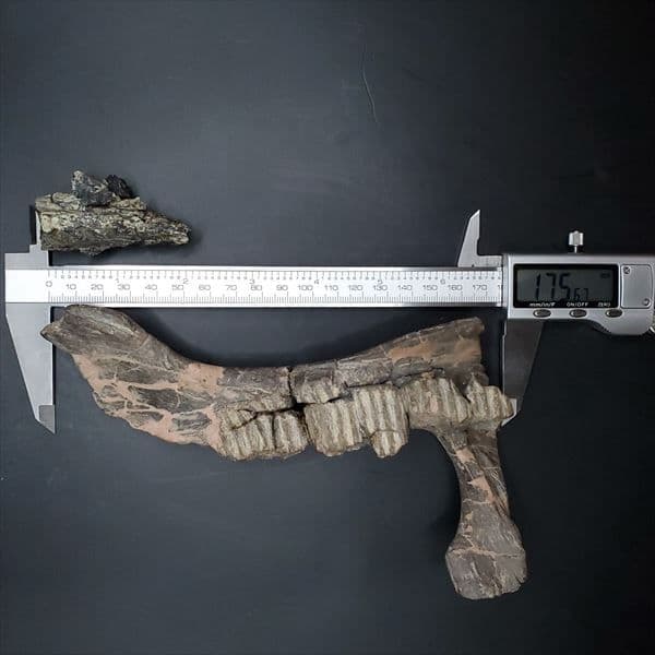博物館級 ヒパクロサウルス 顎 化石 恐竜 本物 175.67mm fr27