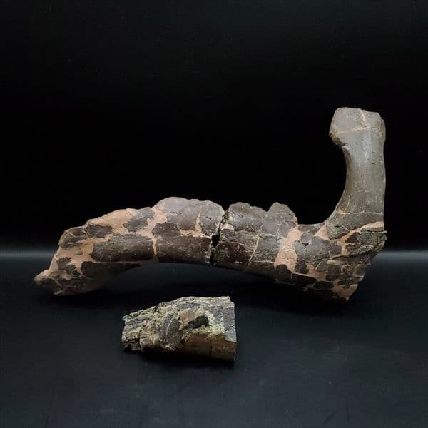 博物館級 ヒパクロサウルス 顎 化石 恐竜 本物 175.67mm fr27
