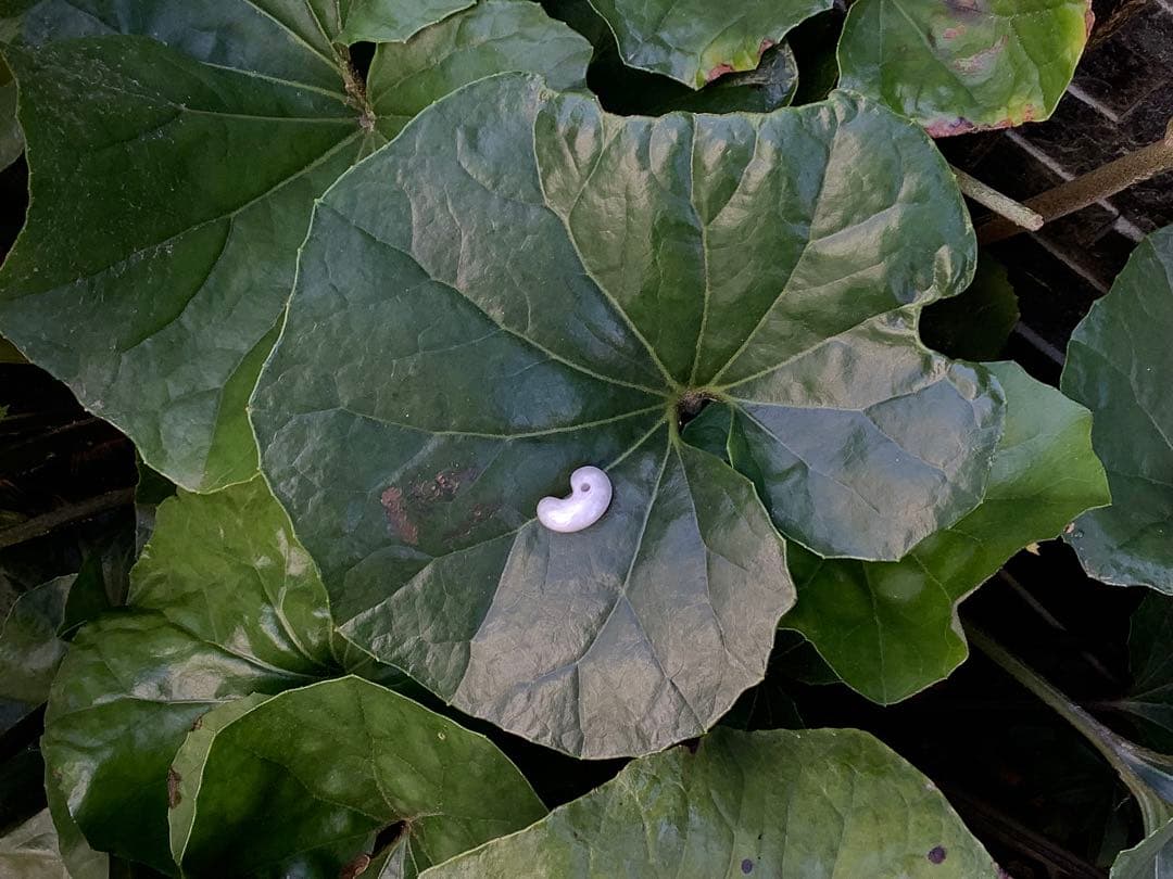 ✳ 極上の氷肌　神秘ラベンダー　糸魚川翡翠勾玉★鑑定鑑別書付　⭕️特別安価お値段‼️