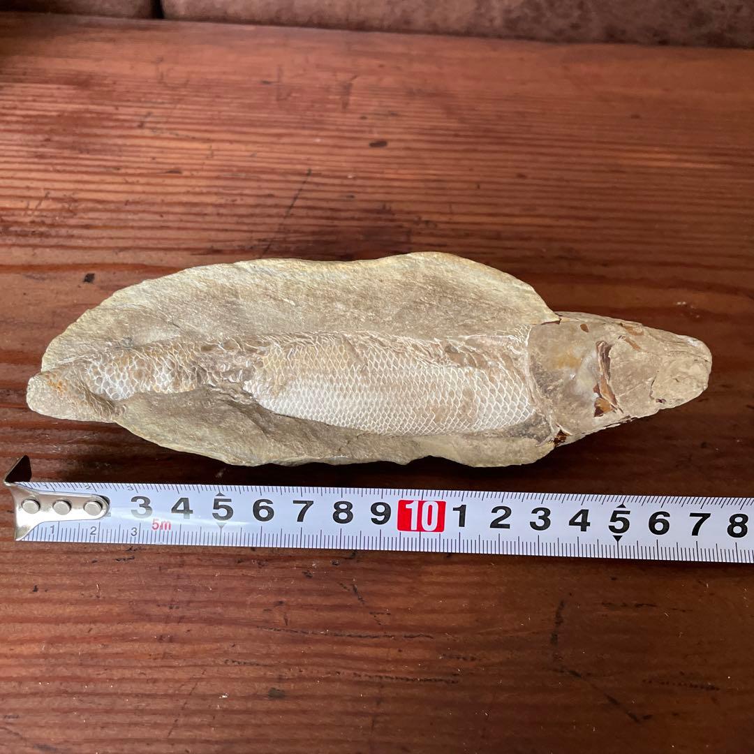 魚　化石　古代魚