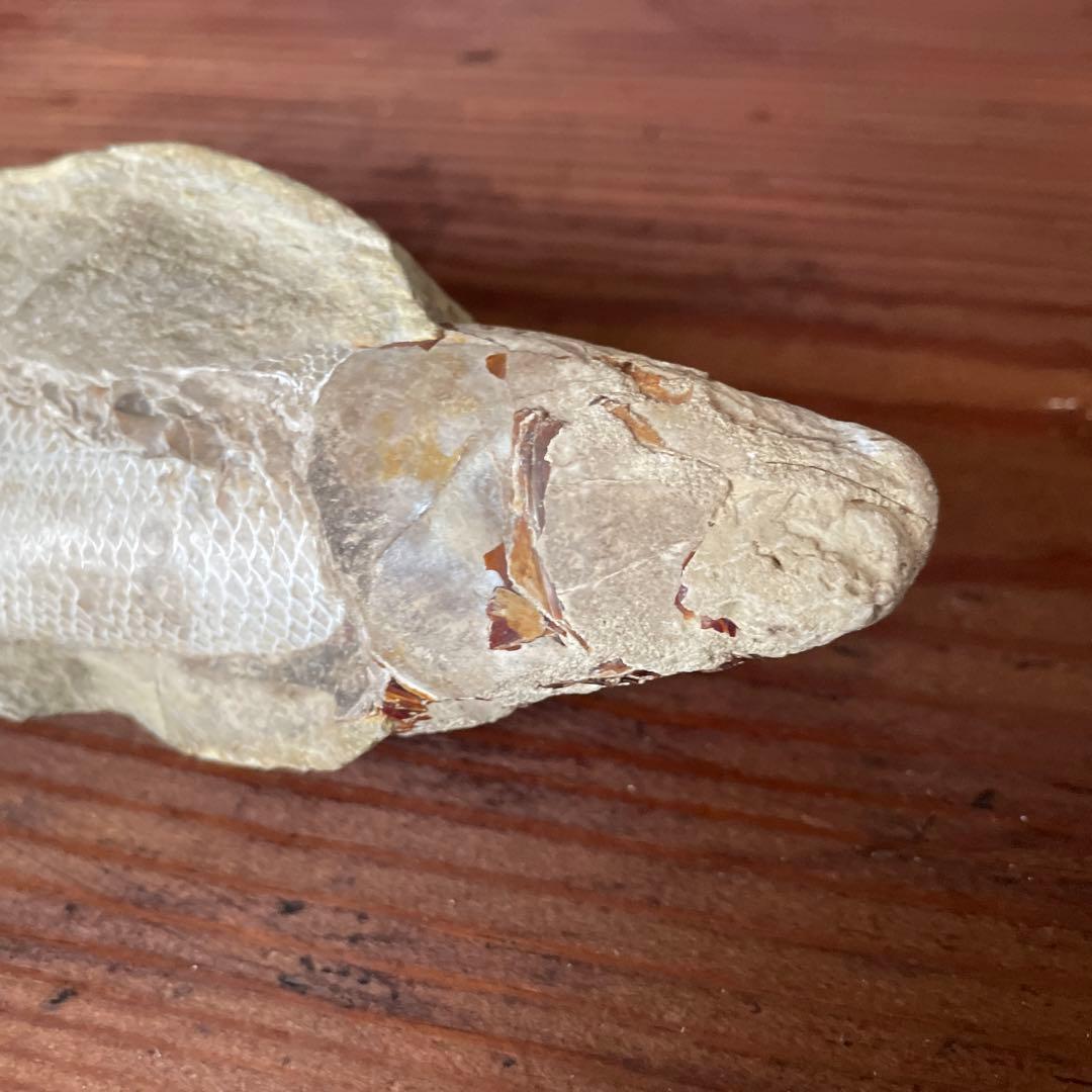 魚　化石　古代魚