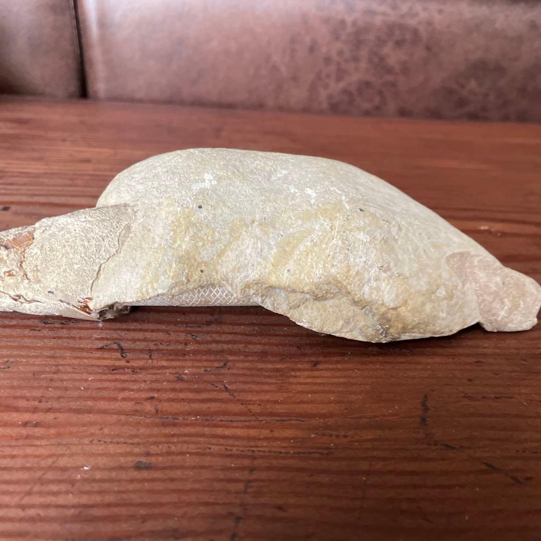 魚　化石　古代魚