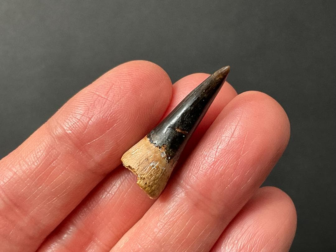 恐竜の歯 [DS361] エラスモサウルス 化石 超希少 レア