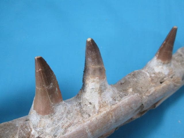 モササウルスの歯と顎骨　本物の化石　モロッコ　No.1291