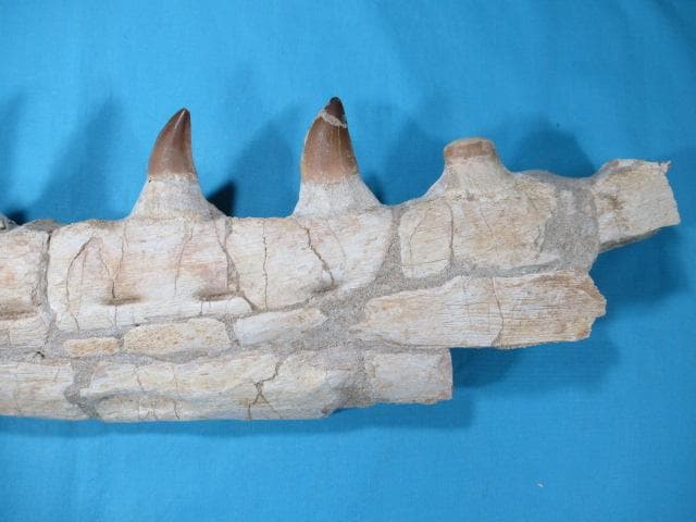 モササウルスの歯と顎骨　本物の化石　モロッコ　No.1291