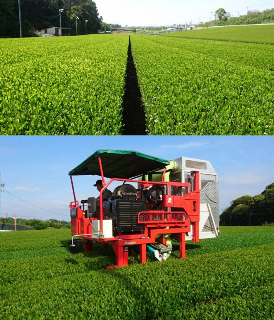 えぷすんじぇ！ 新茶自園の銘茶6袋、新茶くき茶3袋