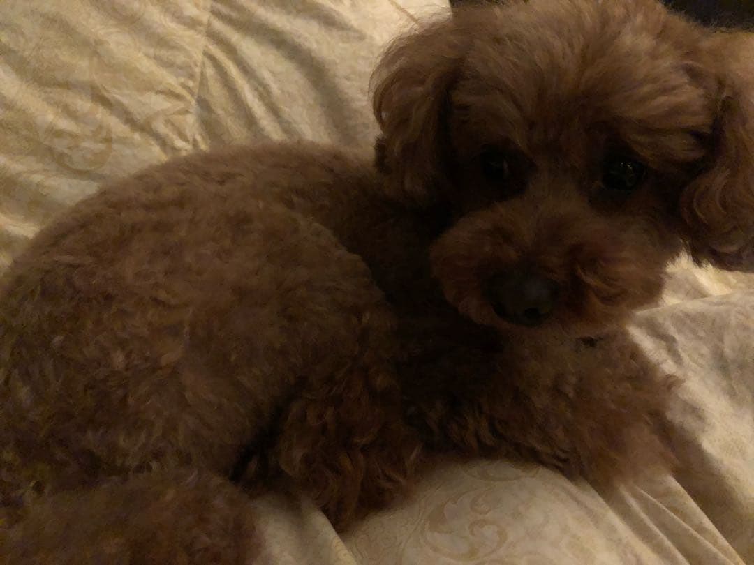 ぬいぐるみ ARIA