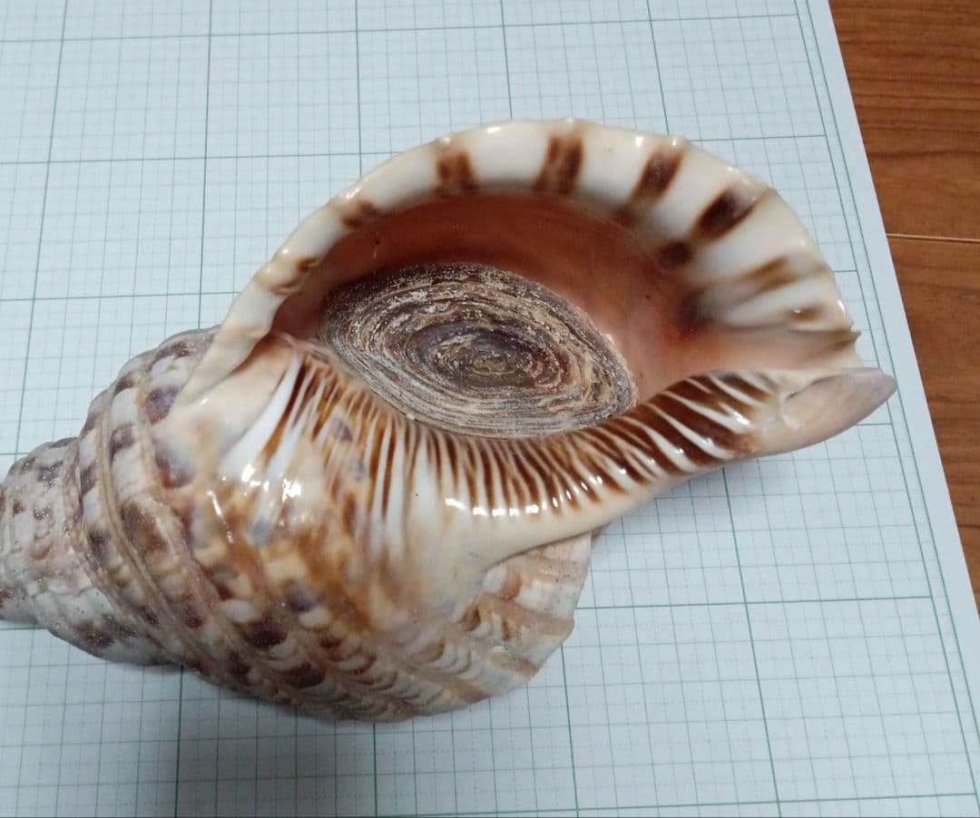 法螺貝　25cm程度