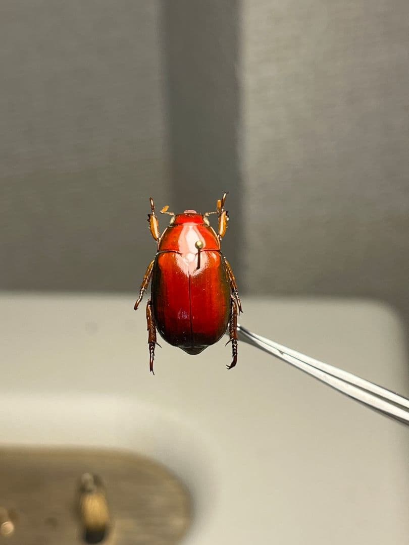 【奥行真紅】クリスマスビートル 標本オーストラリア産 プラチナコガネ カナブン