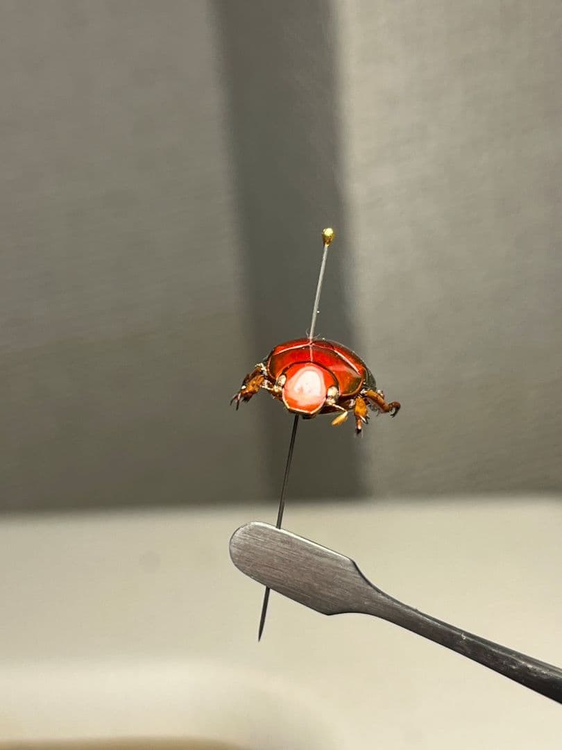 【奥行真紅】クリスマスビートル 標本オーストラリア産 プラチナコガネ カナブン