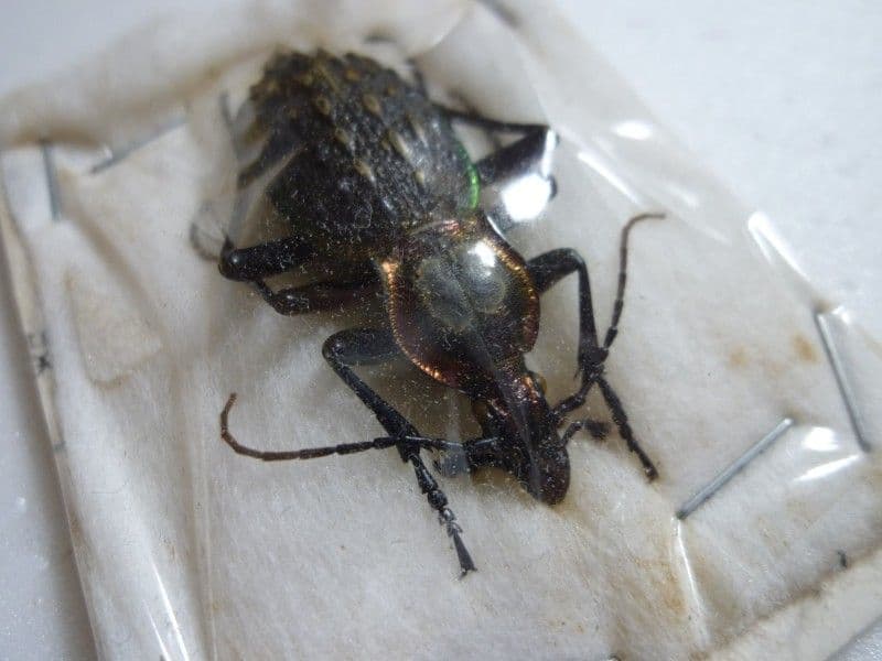 オオコブカブリモドキ/C.ignillus/湖北省.通山産/40.8mm